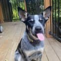 Photo of Layla 