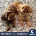 Photo of Coco & Skye 6 & 2 Year Old Shih Tzu X (Trial)