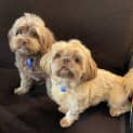 Photo of Coco & Skye 6 & 2 Year Old Shih Tzu X (Trial)