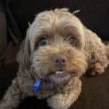 Photo of Coco & Skye 6 & 2 Year Old Shih Tzu X (Trial)