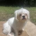 Photo of Brittle