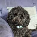 Photo of Daisy