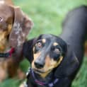 Photo of Frankie (And Ziggy)