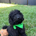 Photo of Huey