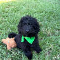 Photo of Huey