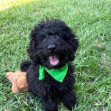Photo of Huey