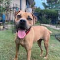 Photo of Jeli *$150 Adoption Fee* 