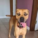 Photo of Jeli *$150 Adoption Fee* 
