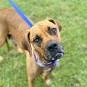 Photo of Kenzie *$350 Adoption Fee*