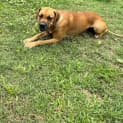 Photo of Kenzie *$350 Adoption Fee*