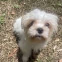 Photo of Peanut
