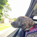 Photo of Porky *$350 Adoption Fee*