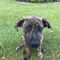 Photo of Porky *$350 Adoption Fee*