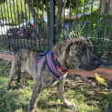 Photo of Porky *$350 Adoption Fee*