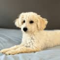 Photo of Olive