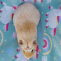 Photo of Goldie