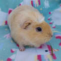 Photo of Goldie