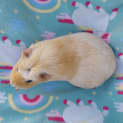 Photo of Goldie