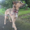 Photo of Sakari