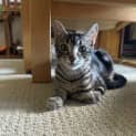 Photo of Lil Ernie