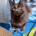 Photo of Bluebell