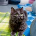 Photo of Bluebell