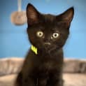 Photo of Toothless