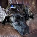 Photo of Indy 2 Year Old Mastiff X (Trial)
