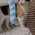 Photo of Comet