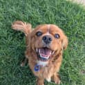 Photo of Demi 4 Year Old Cavalier (Trial)
