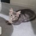 Photo of Milo Jnr.