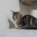 Photo of Puff