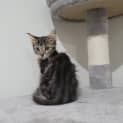 Photo of Puff