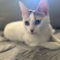 Photo of Juno