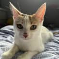 Photo of Juno