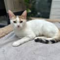 Photo of Juno