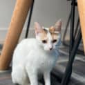 Photo of Juno