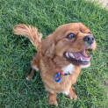 Photo of Demi 4 Year Old Cavalier (Trial)
