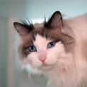 Photo of Timmia