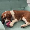 Photo of Copper 6 Month Old Beaglier (Trial)