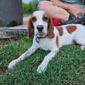 Photo of Watson 6 Month Old Beaglier (Trial)