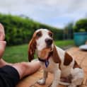 Photo of Watson 6 Month Old Beaglier (Trial)