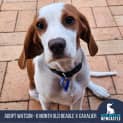 Photo of Watson 6 Month Old Beaglier (Trial)