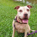 Photo of Honey