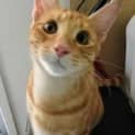 Photo of Gingerale