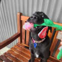 Photo of Lucy   7 Month Old Labrador (Trial)