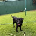 Photo of Lucy   7 Month Old Labrador (Trial)