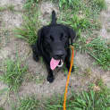 Photo of Lucy   7 Month Old Labrador (Trial)