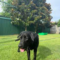 Photo of Lucy   7 Month Old Labrador (Trial)