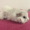 Photo of Nettle